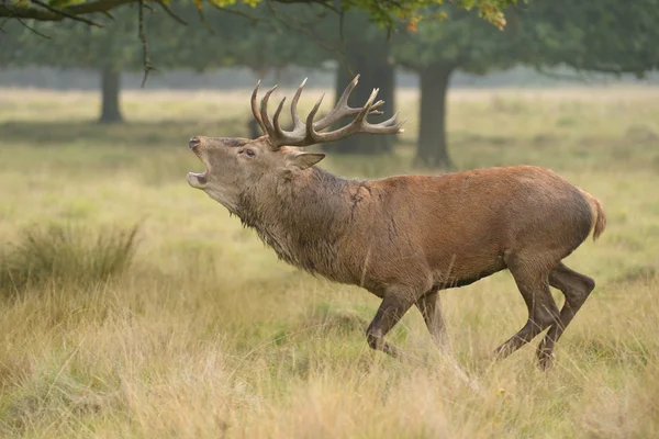 Veado Vermelho, Veado, Cervus elaphus — Fotografia de Stock