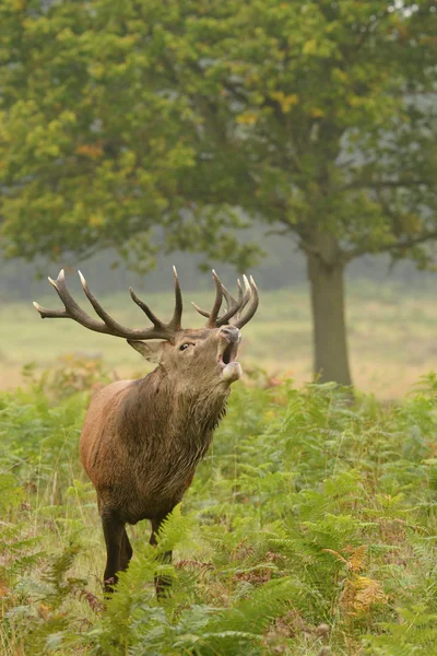 Red Deer, Deer, Cervus elaphus — Stock Photo, Image