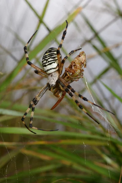 WASP Spider s kobylkou — Stock fotografie