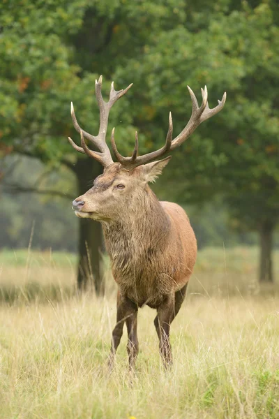 Red Deer, Deer, Cervus elaphus — Stock Photo, Image