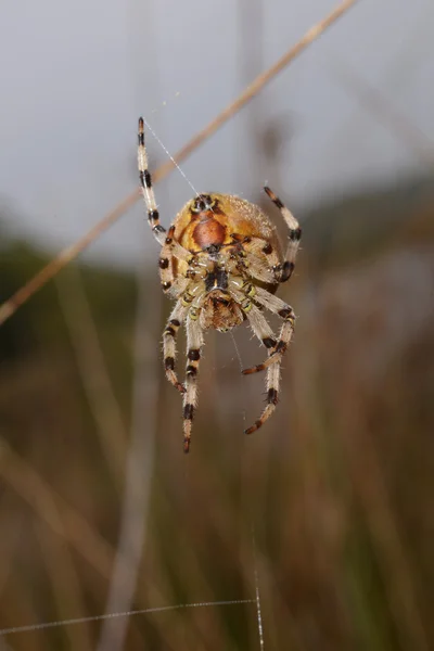 Vierfleck-Kugelweber, araneus quadratus — Stockfoto