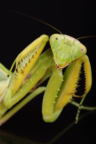 Avrupa Mantis, Mantis bileğinde — Stok fotoğraf