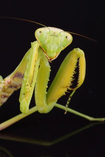 Avrupa Mantis, Mantis bileğinde — Stok fotoğraf