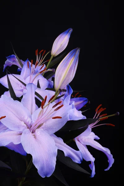 Lilium, lily, lelies, lilium candidum — Stockfoto