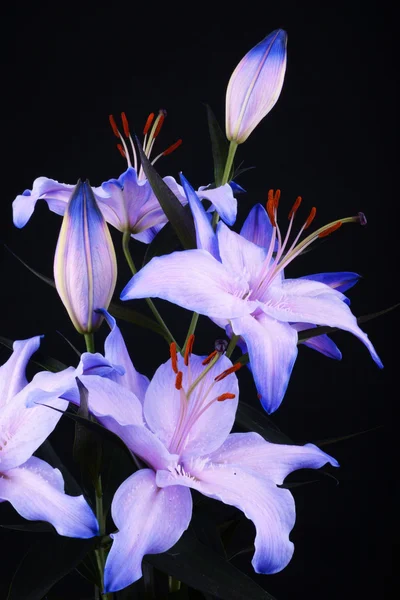 Lilium, lilie, lilie, lilium candidum — Stock fotografie