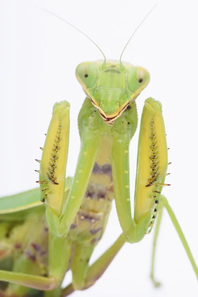 Avrupa Mantis, Mantis bileğinde — Stok fotoğraf