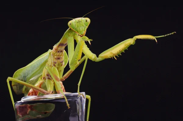 Avrupa Mantis, Mantis bileğinde — Stok fotoğraf