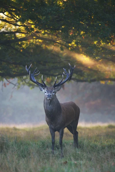 Red Deer - Stag of the morning fog. — Stock Photo, Image