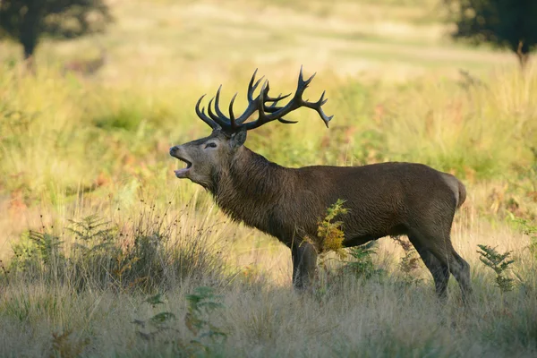 Red Deer, Deer, Cervus elaphus — Stock Photo, Image