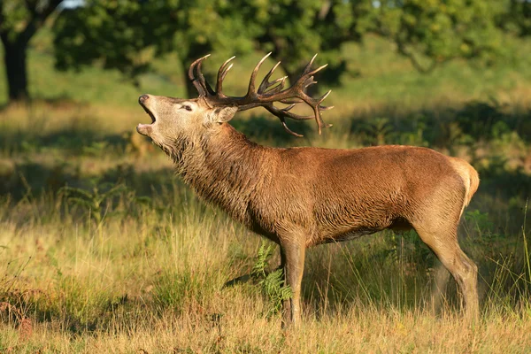 Ciervo, Ciervo, Cervus elaphus —  Fotos de Stock