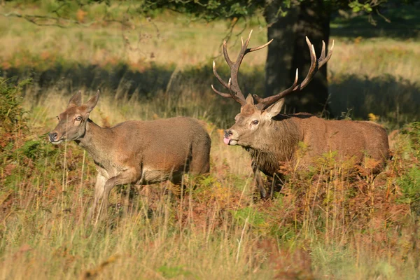 Veado Vermelho, Veado, Cervus elaphus — Fotografia de Stock