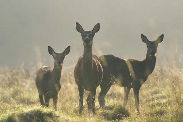 Veado Vermelho, Veado, Cervus elaphus — Fotografia de Stock