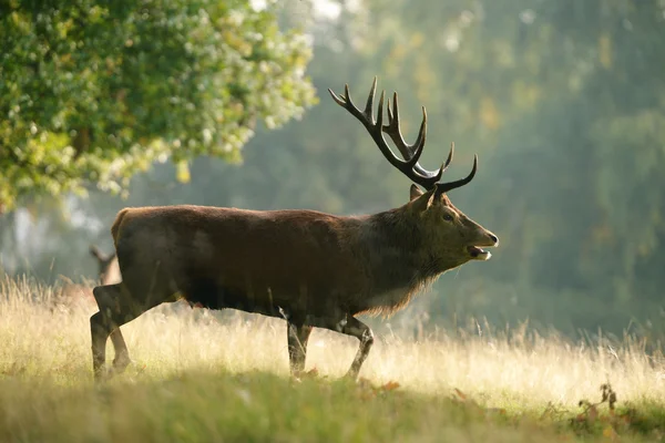 Ciervo, Ciervo, Cervus elaphus —  Fotos de Stock