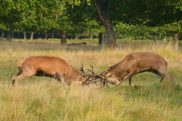 Veado Vermelho, Veado, Cervus elaphus — Fotografia de Stock