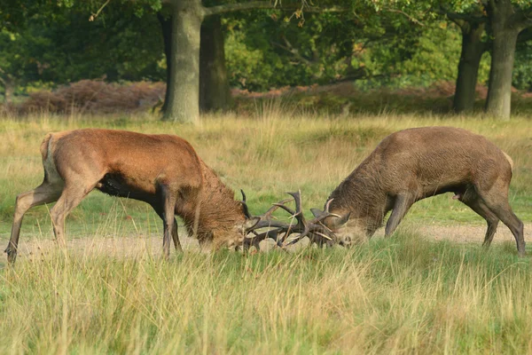 Veado Vermelho, Veado, Cervus elaphus — Fotografia de Stock