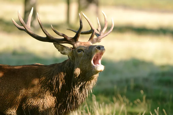 Veado Vermelho, Veado, Cervus elaphus — Fotografia de Stock