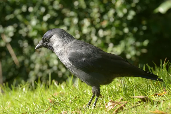 Csóka, corvus monedula — Stock Fotó