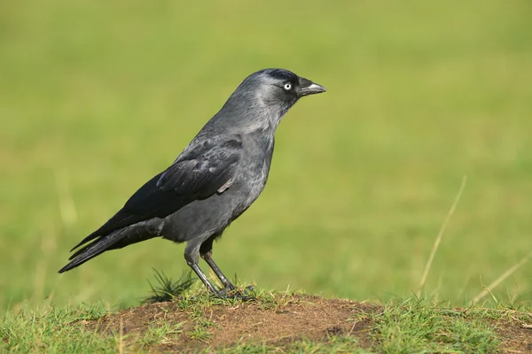 Dohle, Corvus monedula — Stockfoto