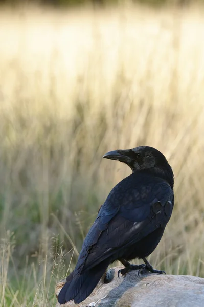 Zwarte kraai, corvus corone — Stockfoto