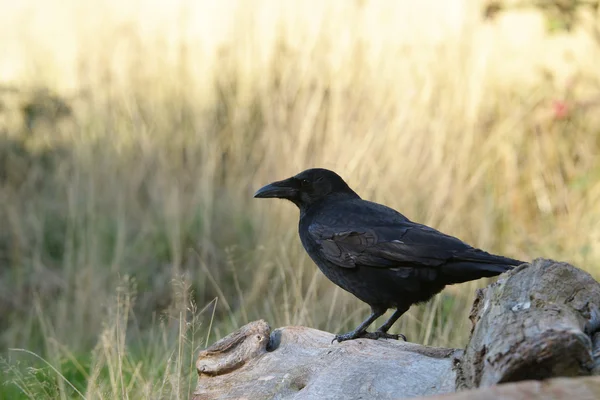 Carrion crow, Corvus corone — Zdjęcie stockowe