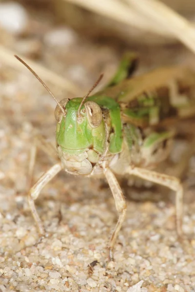 Grashüpfer, Orthoptera, Caelifera — Stockfoto
