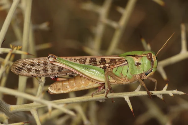 Kobylka, Orthoptera, Caelifera — Stock fotografie