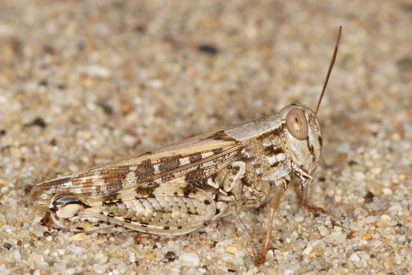 Cavalletta, Ortotteri, Caelifera — Foto Stock