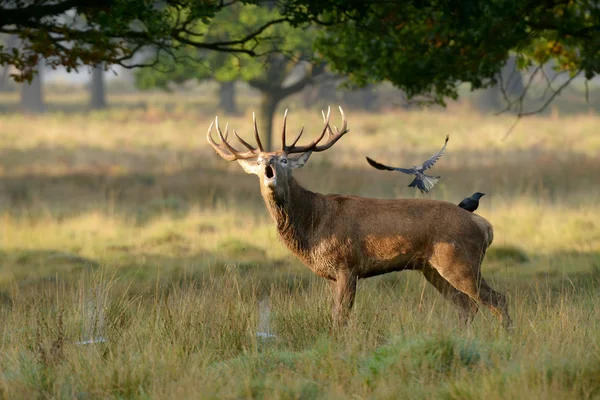 Red Deer, Deer, Cervus elaphus - Rut time. — Stock Photo, Image