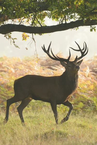 Red Deer, Deer, Cervus elaphus - Rut time. — Stock Photo, Image