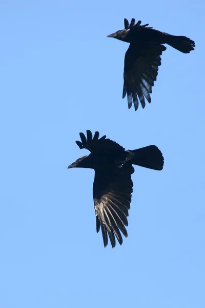 Aaskrähe, Corvus corone — Stockfoto