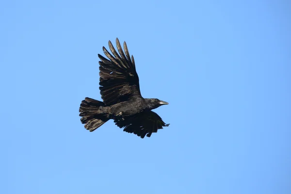 Kråka, corvus corone — Stockfoto