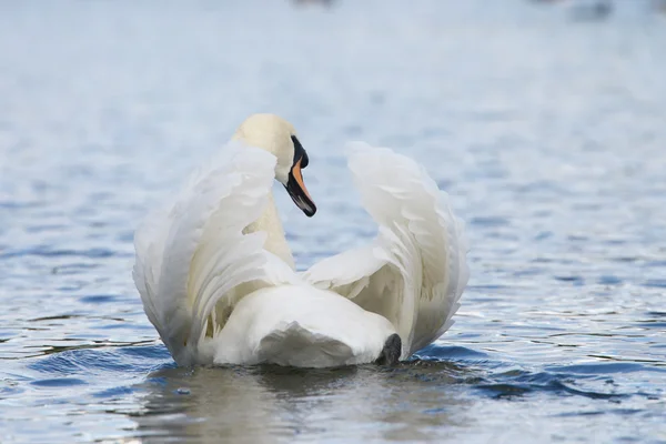 Cisne mudo, Cygnus olor — Foto de Stock