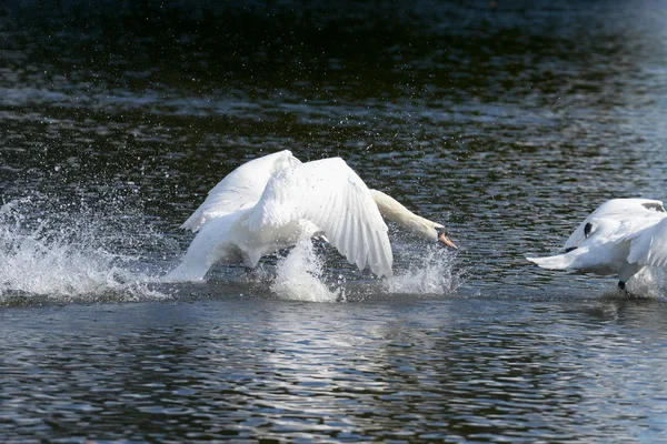 Lebădă mută, Cygnus olor — Fotografie, imagine de stoc