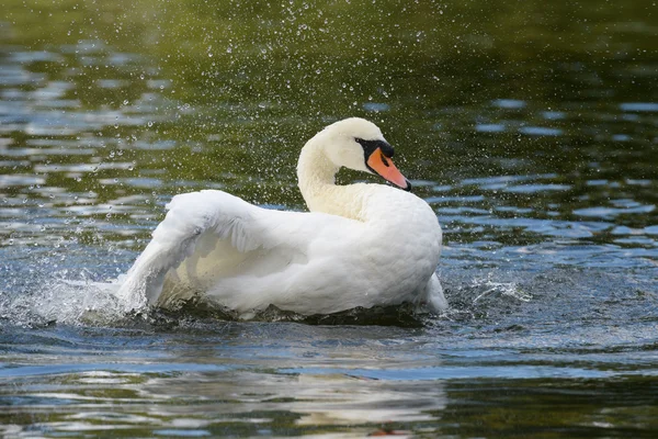 Cisne mudo, cygnus olor — Fotografia de Stock