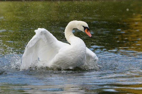 Cisne mudo, cygnus olor — Fotografia de Stock