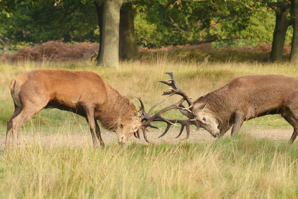 Red Deer - Fighting of two stags. — Stock Photo, Image