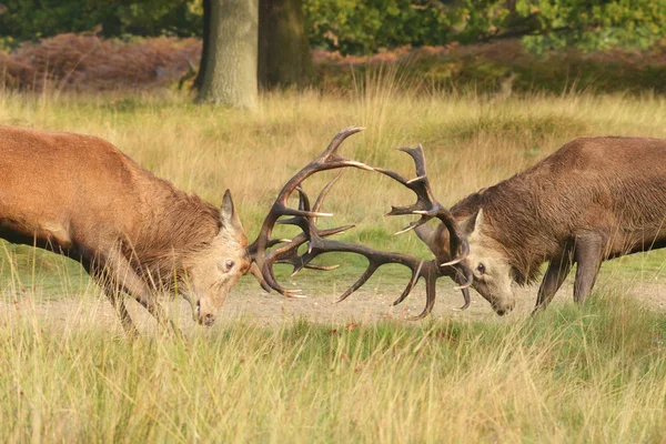 Red Deer - Combat de deux cerfs . — Photo