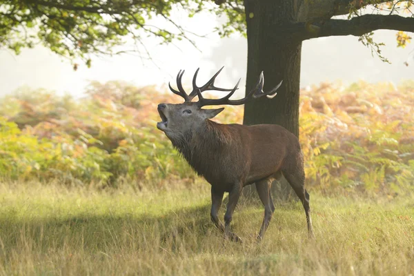 Kronhjort - Rut tid. — Stockfoto