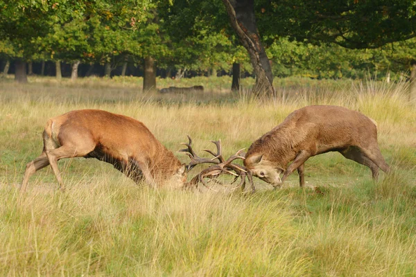 Red Deer - Fighting of two stags. — Stock Photo, Image