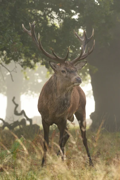 Red Deer - Rut time. — Stock Photo, Image