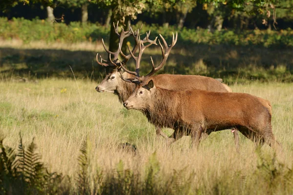 Red Deer - Rut time. — Stock Photo, Image