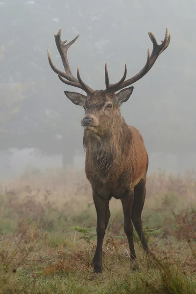 Red Deer - Rut time. — Stock Photo, Image