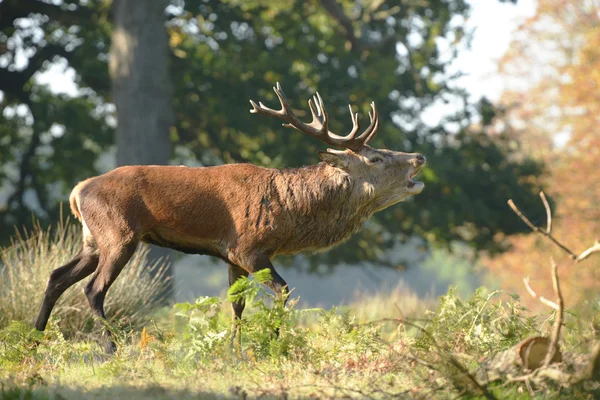 Red Deer - Rut time. — Stock Photo, Image