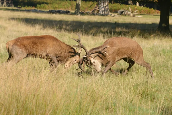 Veado Vermelho - Luta contra dois veados . — Fotografia de Stock