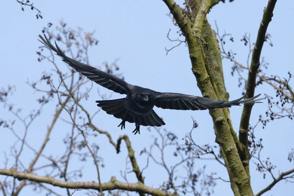 Aaskrähe, Corvus corone — Stockfoto