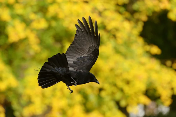 Zwarte kraai, corvus corone — Stockfoto