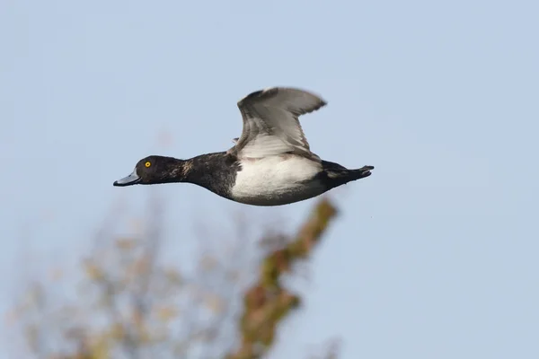 Tufted kacsa, Aythya fuligula — Stock Fotó