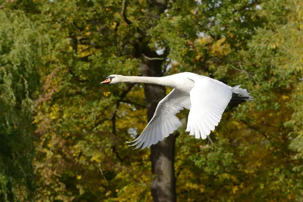 Cigno muto, Cygnus olor — Foto Stock