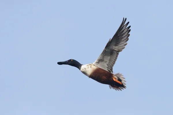 У shoveler, shoveler, Анас clypeata — стокове фото