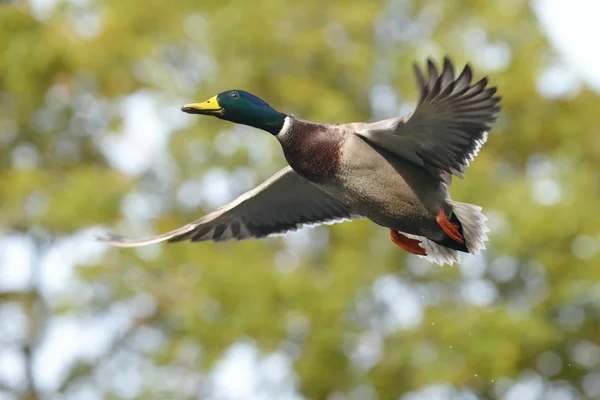 Wilde eend, anas platyrhynchos — Stockfoto